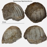 Gigantoproductus