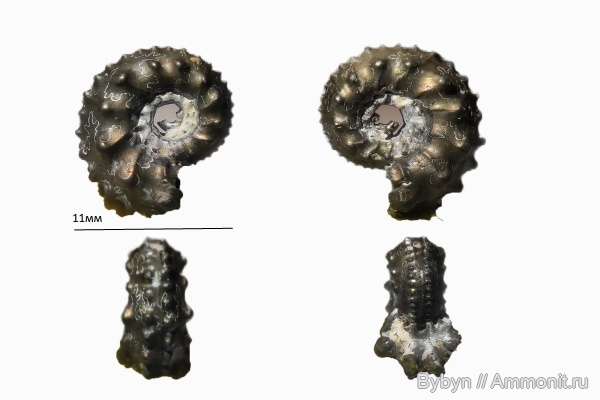 аммониты, юра, Михайлов, Kosmoceras, келловей, Kosmoceras gemmatum