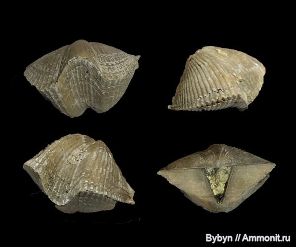 брахиоподы, девон, верхний девон, Cyrtospirifer rudkinensis, Орловская область