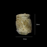 Cyclopoceras abundans