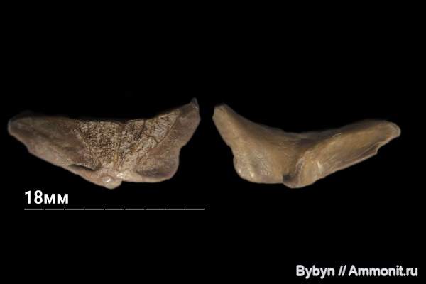 девон, рыбы, позвоночные, верхний девон