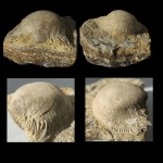 Donalosia multispinosa