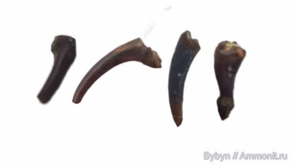 девон, рыбы, зубы, верхний девон