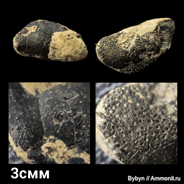 юра, ракообразные, раки, Decapoda, Орловская область