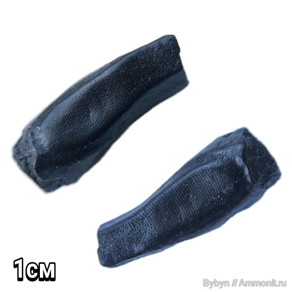 девон, рыбы, зубы, верхний девон