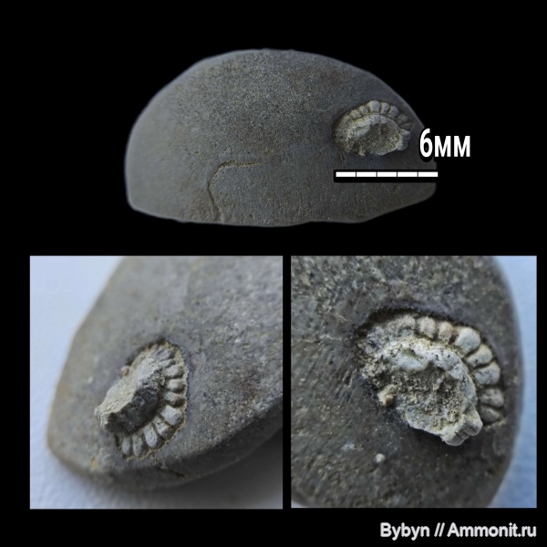 девон, верхний девон, ?, Nautilida