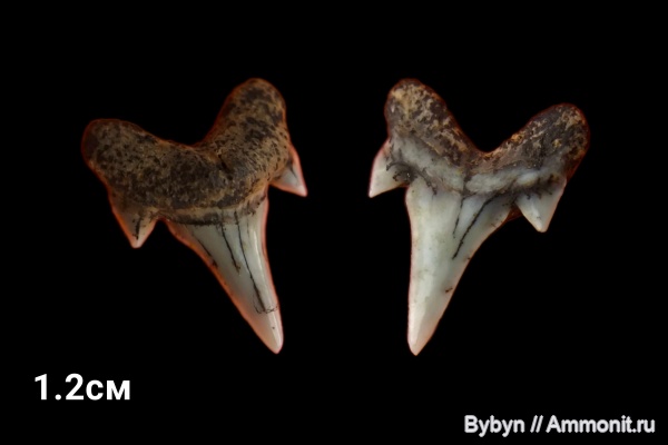 мел, рыбы, зубы, акулы, сеноман