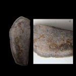 Поломанный Psammodus