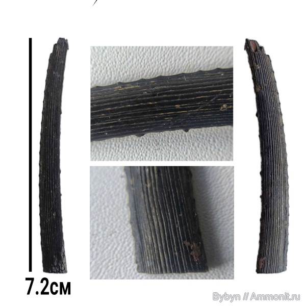 карбон, рыбы, шипы