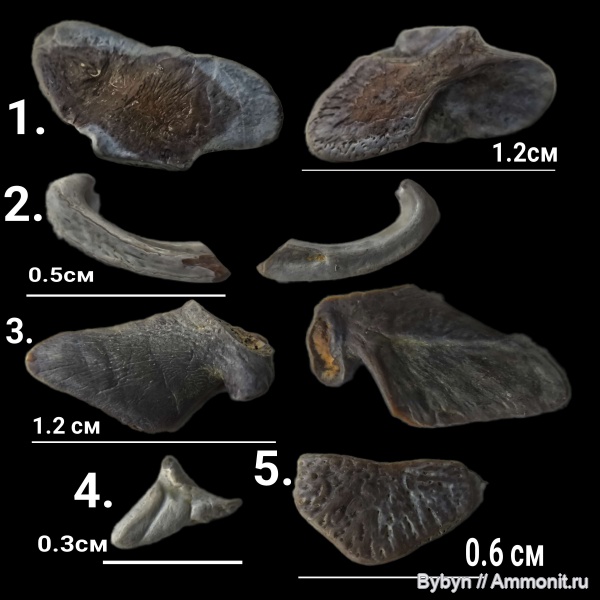 девон, рыбы, ?, Орловская область