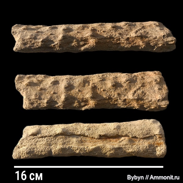 карбон, растения, стигмарии