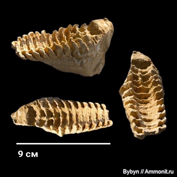 моллюски, нижний карбон, актиноцериды
