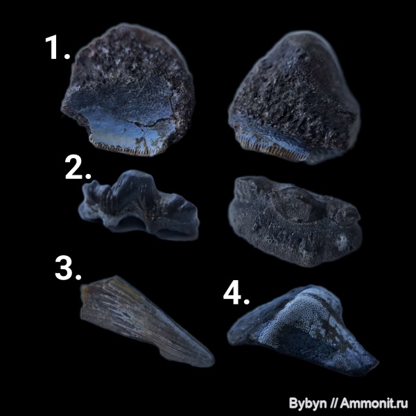 карбон, рыбы, зубы, нижний карбон, Борщевский