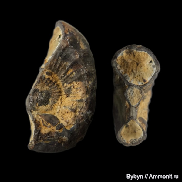 аммониты, гастроподы, девон, головоногие моллюски