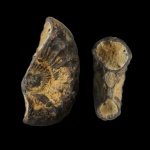 Подобие аммонита или гастропода?