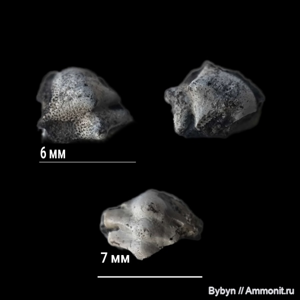 карбон, рыбы, Helodus, Борщевский