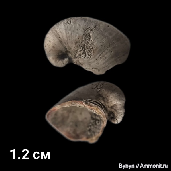 моллюски, карбон, Platyceras, Борщевский