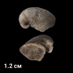 колпак Platyceras