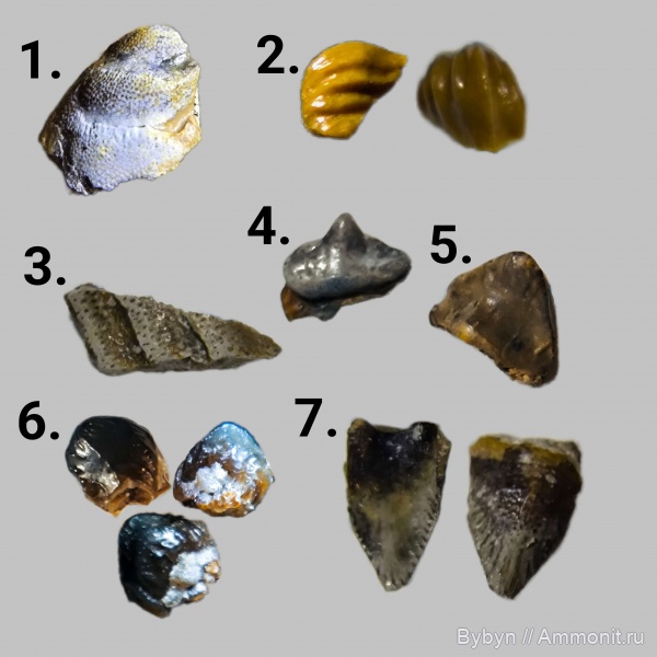 зубы, нижний карбон, ?, Poecilodus, Petalorhynchus, Pristodus, Заборье, Calopodus