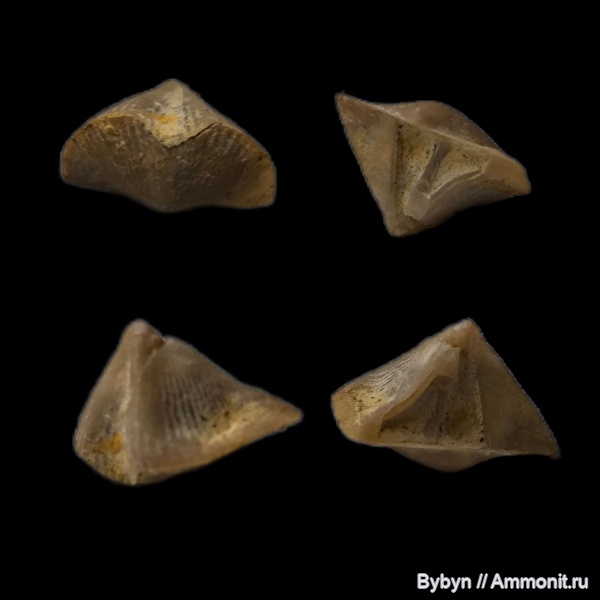 брахиоподы, девон, Орловская область