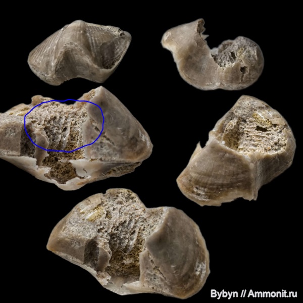 брахиоподы, девон, ручной аппарат, Lamellispirifer, Орловская область