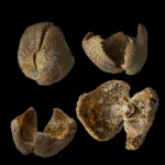 Ринхонелида с работающим замком