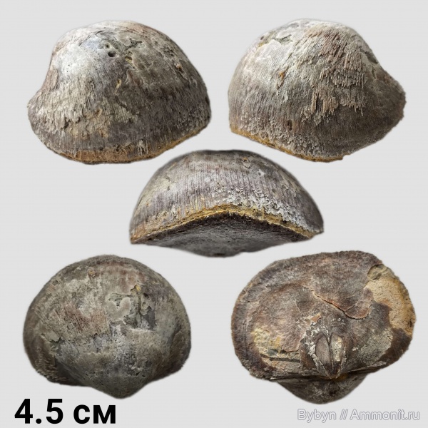 брахиоподы, карбон, Шаньский карьер, Schizophoria
