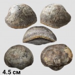 Schizophoria bistriata