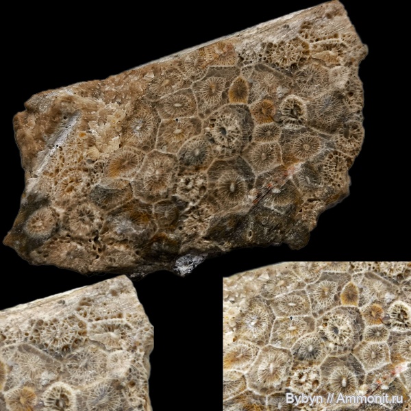 карбон, кораллы, Petalaxis, Пирочи