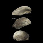 Девонская двустворка