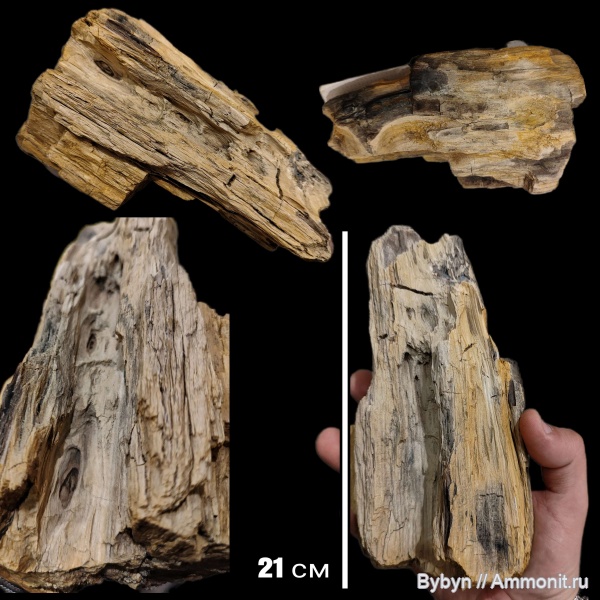 юра, растения, окаменевшее дерево, Орловская область