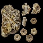 Лилии девона