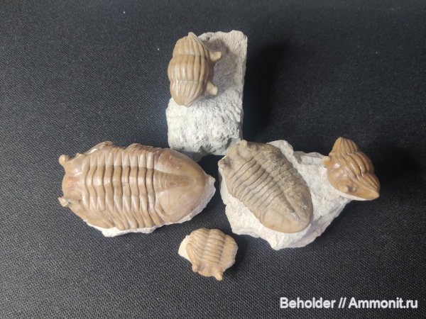 Трилобиты (ордовик)