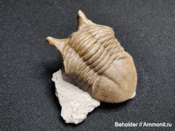 трилобиты, Asaphus, Asaphus punctatus