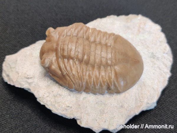 трилобиты, Asaphus, Asaphus plautini, Asaphus plautini polyxenus