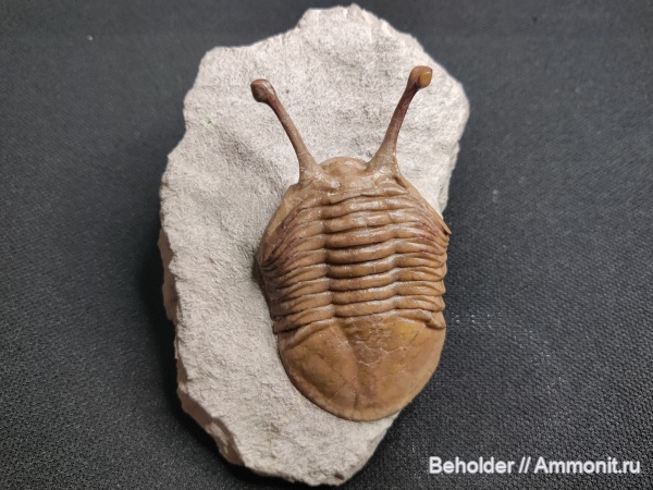 трилобиты, Asaphus, Asaphus kowalewskii