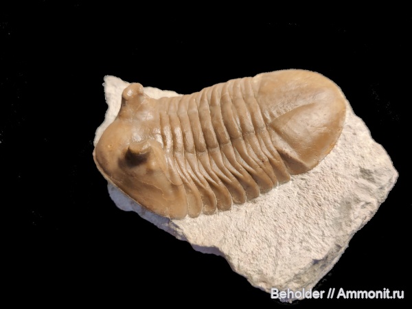 трилобиты, Asaphus, Asaphus kotlukovi