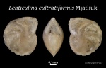 Раковина фораминиферы Lenticulina cultratiformis Mjatliuk