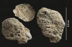Коралл Syringopora