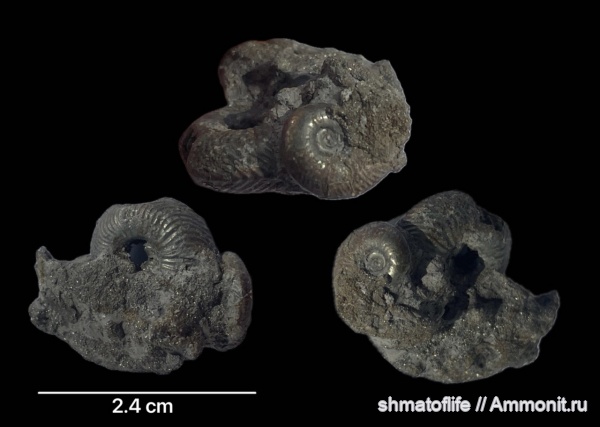 аммониты, юра, Михайлов, оксфорд