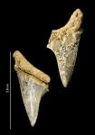 Зуб акулы Cretoxyrhina
