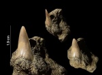 Зуб акулы Cretoxyrhina