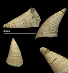 Nautiloidea