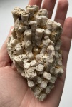 Сердце моря (Peneckiella sp.)