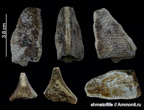 девон, рыбы, позвоночные, плакодермы, Placodermi