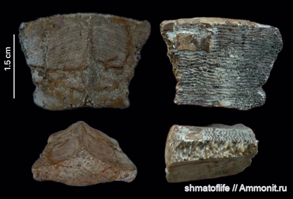 девон, рыбы, позвоночные, плакодермы, Placodermi