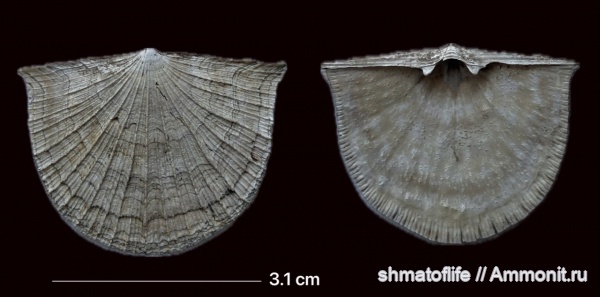 брахиоподы, карбон, Schuchertella radialis