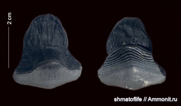 карбон, зубы, Petalodus