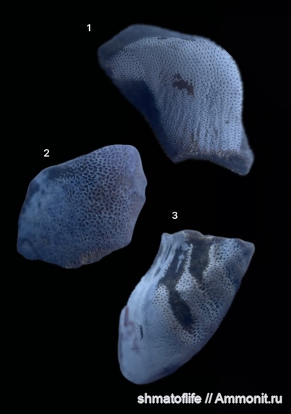 карбон, рыбы, зубы, Борщевский