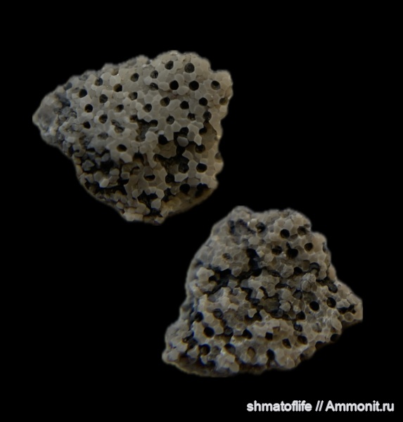 карбон, мшанки, Борщевский